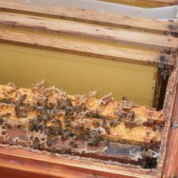Bienen krabbeln im Bienenstock umher