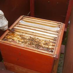Der Imker zeigt das Innere eines Bienenstocks